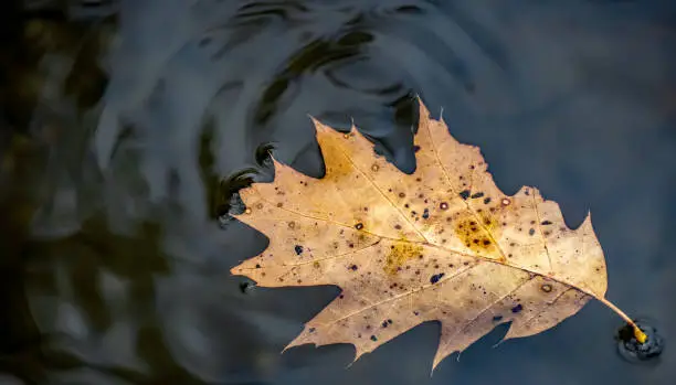 Photo of Autumn Oak Leaf On The Water