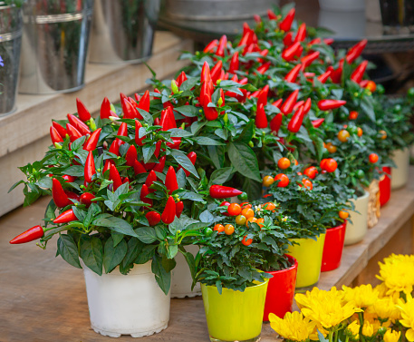 Close up of ornamental pepper