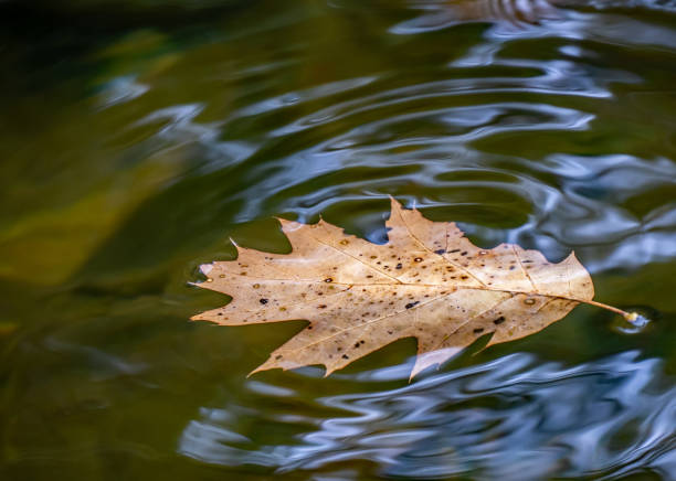 istock Autumn Oak Leaf On The Water 1433910132