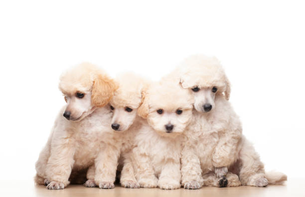istock image of dog white background 1433910154