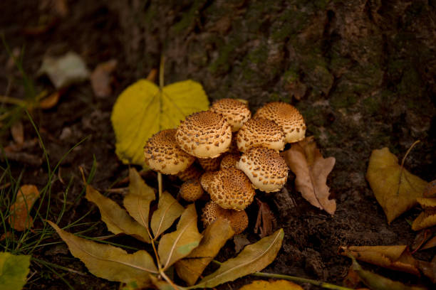 mushrooms at the roots of a tree with autumn leaves. - fungus roots imagens e fotografias de stock