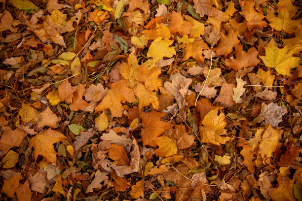 istock Autumn leaves on green grass. 1433911971