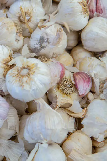 Spanish pink garlic bulbs. Displayed at street market stall