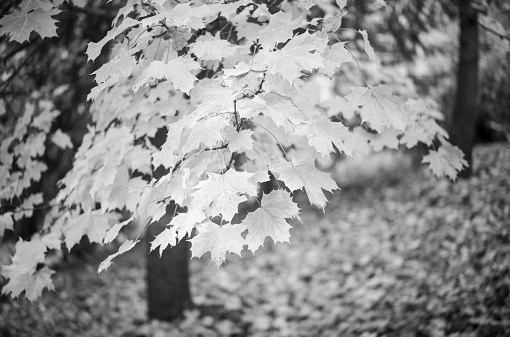 Black and white photo of a flowering tree in early March.