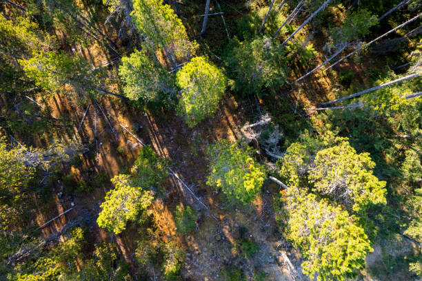 istock Aerial view of a vast forest 1433915139