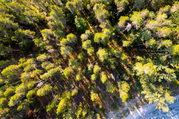 istock Aerial view of a vast forest 1433915187