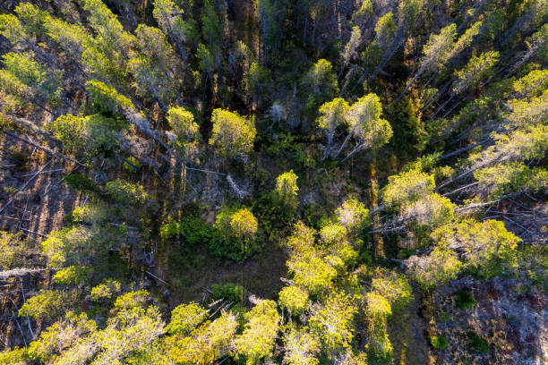 istock Aerial view of a vast forest 1433915314