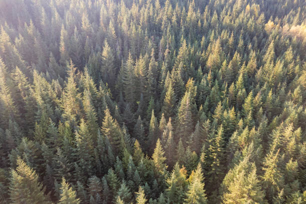 istock Aerial view of a vast forest 1433915525
