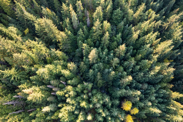 istock Aerial view of a vast forest 1433915552