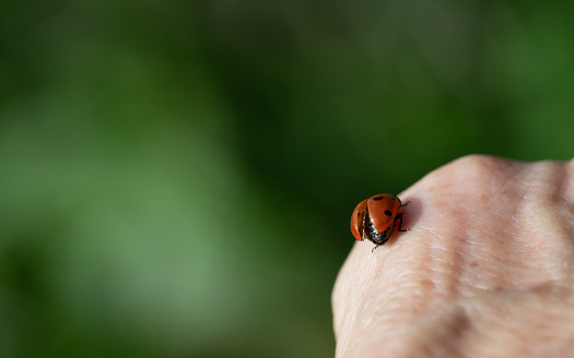 a small red ladybug with seven spots sits on the back of an elderly woman's hand and opens its wings to fly. The background is green with space for text.