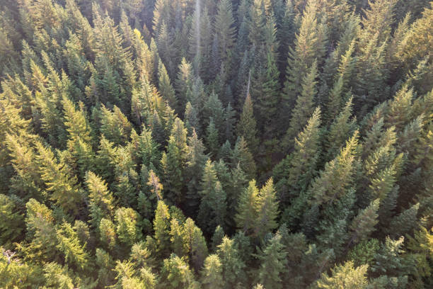 istock Aerial view of a vast forest 1433915584