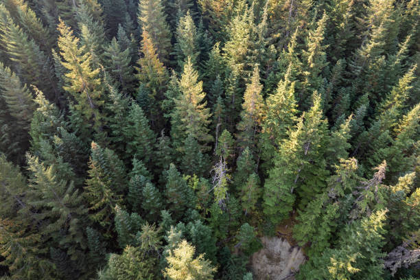 istock Aerial view of a vast forest 1433915638