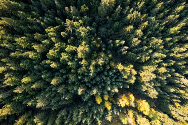 istock Aerial view of a vast forest 1433915639