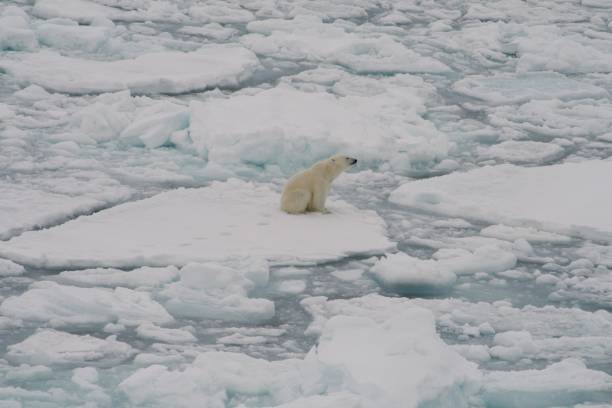 istock Lone polar bear on ice floe 1433915676