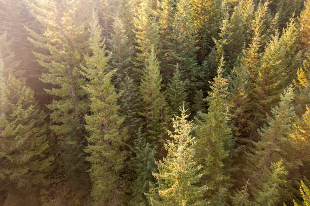 istock Drone view of Autumn Colours 1433915698