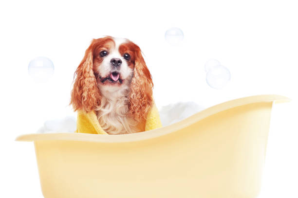 King charles spaniel in a bathtub isolated on white