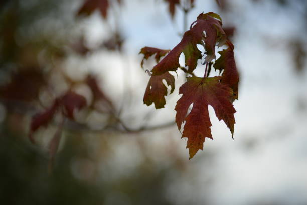 ramos amarelo rosa verde vermelho, bordo vermelho de outono, símbolo do canadá, natureza da ucrânia, fundo rico em pastel, textura de folha, folhas de cereja, desenvolvimento natural sustentável, verde budb, fundo, bordo gradiente, símbolo do canadá, - maple tree autumn textured leaf - fotografias e filmes do acervo