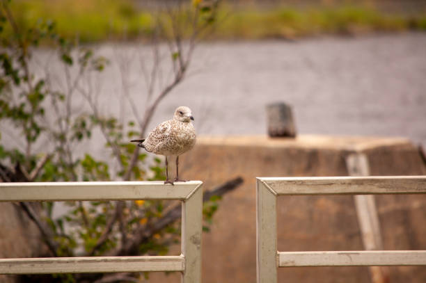 Bird on Fence stock photo