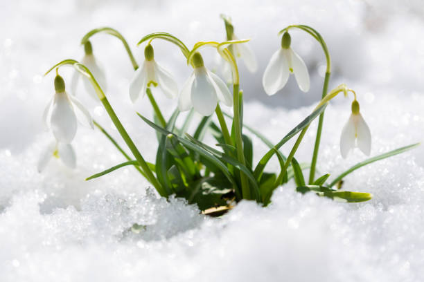 istock Snowdrop flowers in snow covering 1433918318