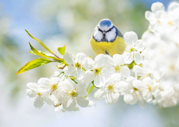 pajarito sentado en la rama del cerezo en flor. la teta azul - tit fotografías e imágenes de stock