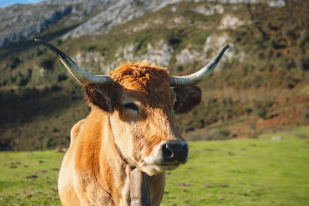 istock free cow in the mountain 1433918510