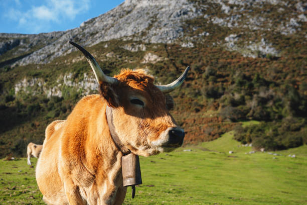 istock free cow in the mountain 1433918518