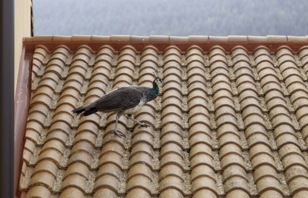 Detail of wild exotic bird in freedom, fauna