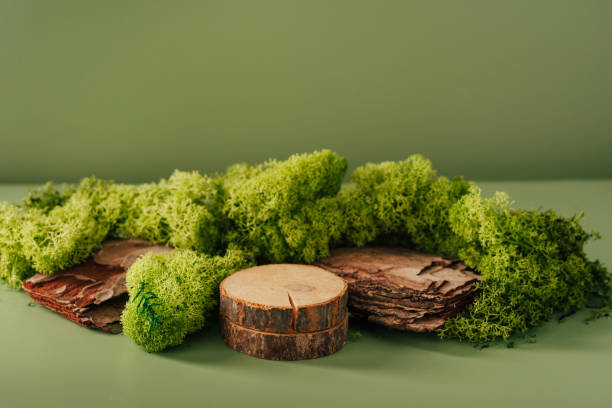 istock Composition of bark tree and moss on green background. 1433922324