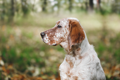 German Large Münsterländer hunting dog  - munsterlander breed