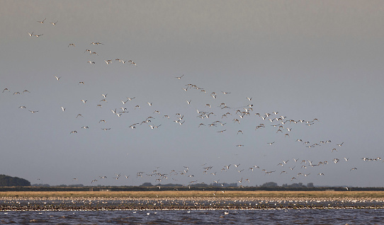 These seabirds are feeding on the nutrient rich mud flats of the Wash in north east Norfolk, UK.
