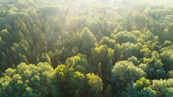 Aerial view on green mixed (pine & beech) forest.