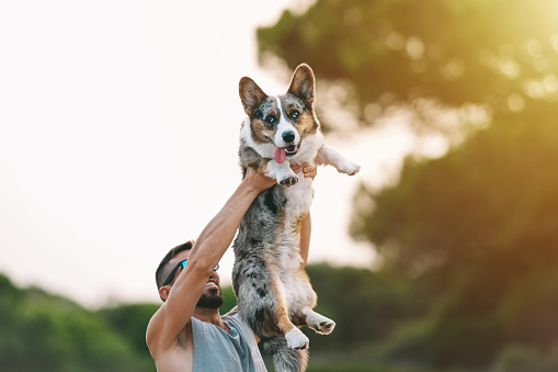 Young man holding in arms happy blue merle cardigan welsh corgi outdoor at sunset. Dog and owner. High quality photo