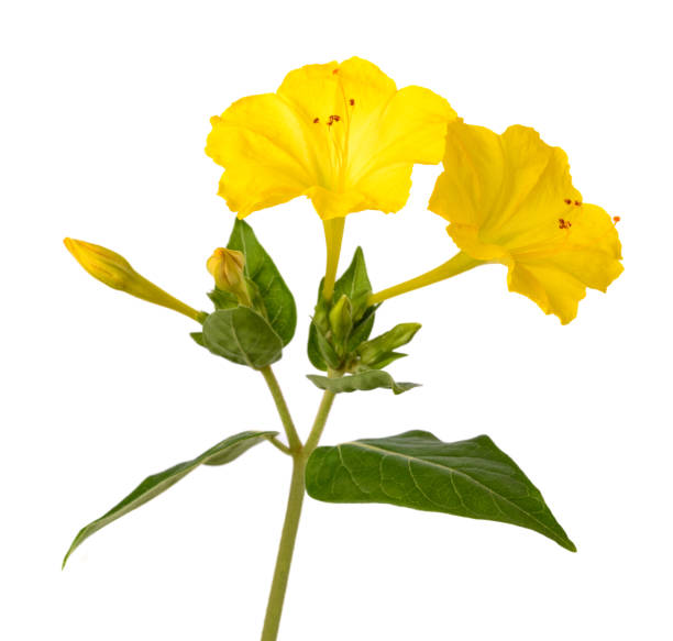 istock Yellow Four o'clock flowers 1433928750