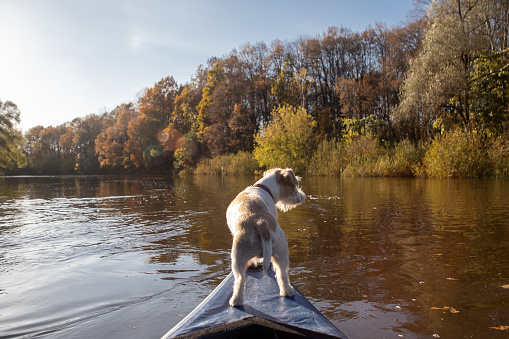 Dog Jack Russell Terrier stands on the bow of the kayak with his back to the viewer. Landscape with a boat on the river. Autumn forest.