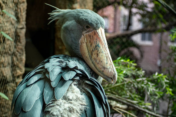 Eyes open shoebill stork with large bill in front of nature