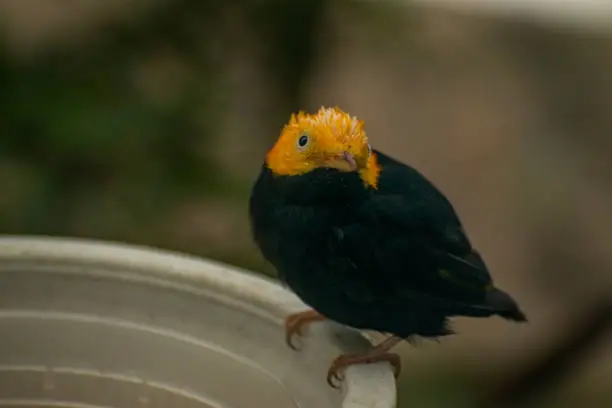 small bird golden-headed manakin bird on bucket with tilted head