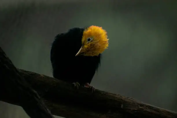 small bird golden-headed manakin bird on branch with tilted head