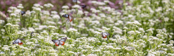 철저하게 꽃밭에서 날아 다니는 밤나무 호랑이 나비의 배너 크기 이미지로 잘랐습니다. - clipped wings 뉴스 사진 이미지