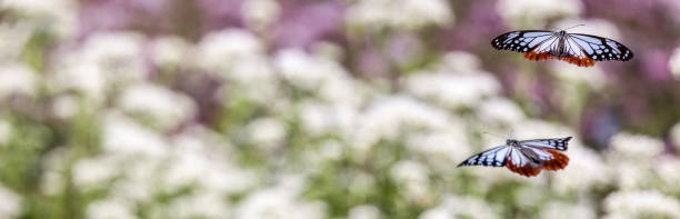 imagen recortada a tamaño banner de la mariposa tigre castaño volando en el jardín de flores de la hierba completa. - clipped wings fotografías e imágenes de stock