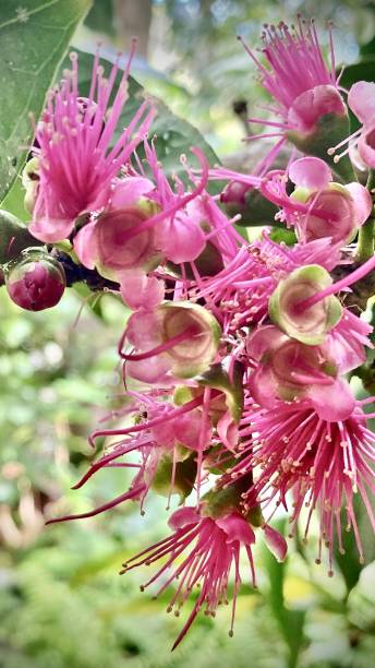 1つのピンクのマレーリンゴの木(syzygium malaccense)は、3月上旬に複数の複雑な花を開きます。(マレーローズアップル、マレーアップル、マウンテンアップル、ローズアップル、オタヘイトアッ� - apple orchard audio ストックフォトと画像