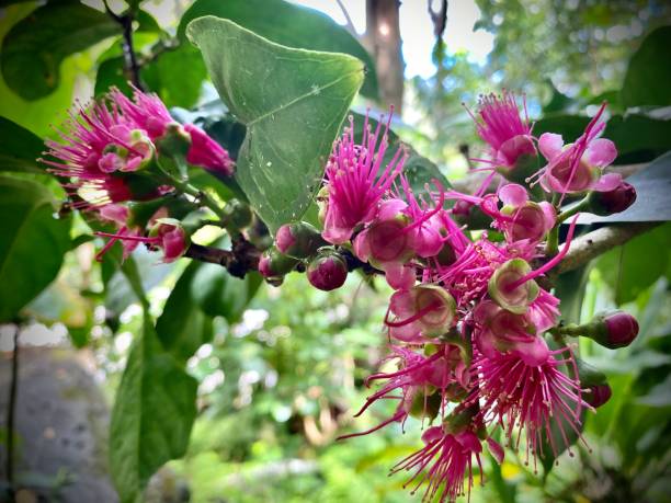 1つのピンクのマレーリンゴの木(syzygium malaccense)は、3月上旬に複数の複雑な花を開きます。(マレーローズアップル、マレーアップル、マウンテンアップル、ローズアップル、オタヘイトアッ� - apple orchard audio ストックフォトと画像