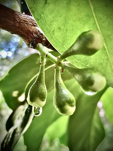 1本の白いマレーリンゴの木(syzygium malaccense)は、3月上旬に複数の複雑な花を開きます。(マレーローズアップル、マレーアップル、マウンテンアップル、ローズアップル、オタヘイトアップル� - apple orchard audio ストックフォトと画像