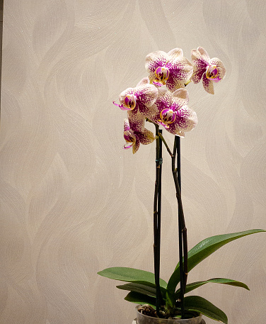 Minimalist image of an orchid vase against an abstract background