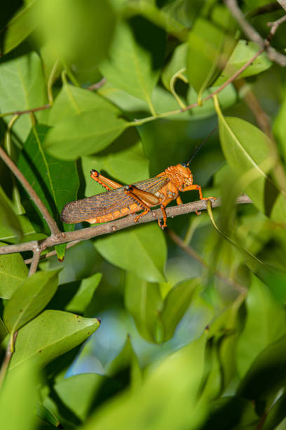istock Locust in a caribbean rain forest 1433934802