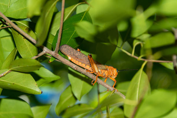 Locust in a tree at tropical jungle