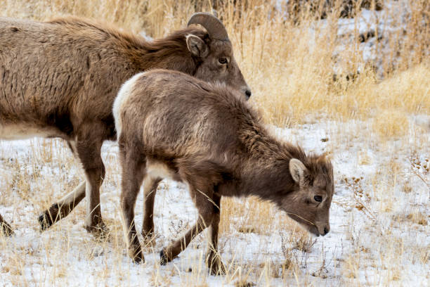 istock Bighorn Sheep, Ewe and Lamb 1433936007