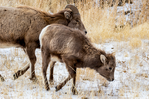 Bighorn Sheep Ewe and Lamb in the winter