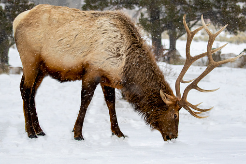 Bull Elk in Winter Snow