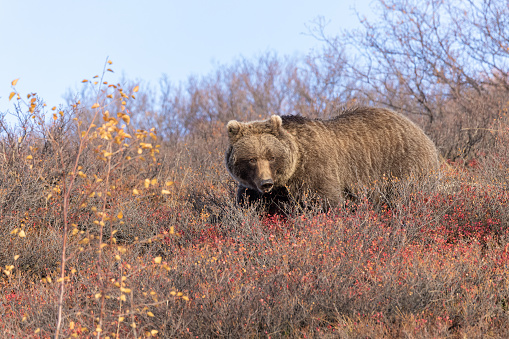 The brown bear is a large bear species found across Eurasia and North America. In North America, the populations of brown bears are called grizzly bears, while the subspecies that inhabits the Kodiak Islands of Alaska is known as the Kodiak bear.