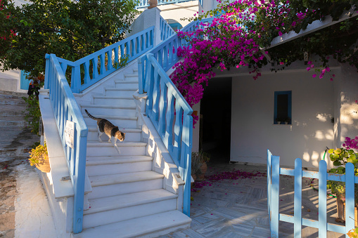 cat on stairway in Xilokeratidi in Amogos, Greece in Xilokeratidi, Greece